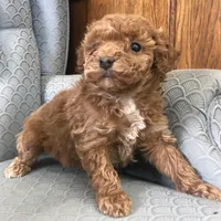 Criollo , a female Miniature Goldendoodle for sale in Fair Play, MO – Photo 5 of 5