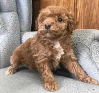 Criollo , a female Miniature Goldendoodle for sale in Fair Play, MO – Photo 2 of 3