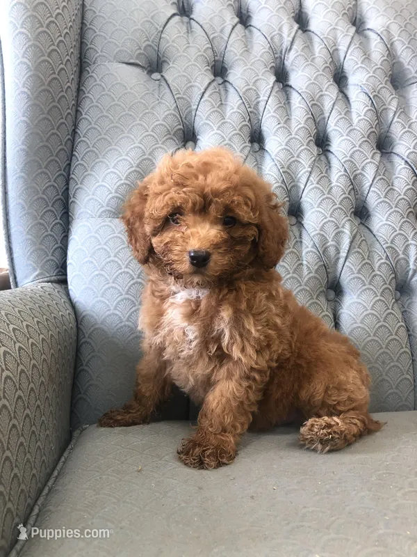 Criollo  – Miniature Goldendoodle puppy for sale in Fair Play, MO