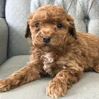 Criollo , a female Miniature Goldendoodle for sale in Fair Play, MO – Photo 2 of 5