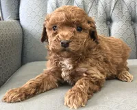 Criollo , a female Miniature Goldendoodle for sale in Fair Play, MO – Photo 1 of 3