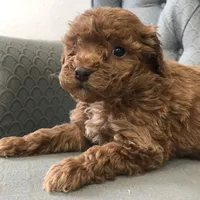 Criollo , a female Miniature Goldendoodle for sale in Fair Play, MO – Photo 3 of 5