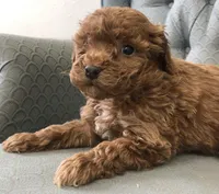 Criollo , a female Miniature Goldendoodle for sale in Fair Play, MO – Photo 3 of 3