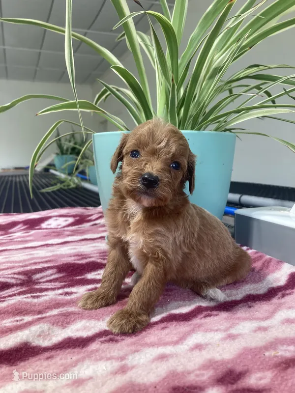  Verity – Miniature Goldendoodle puppy for sale in Fair Play, MO