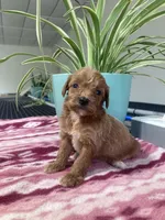  Verity, a female Miniature Goldendoodle for sale in Fair Play, MO – 5 of 9