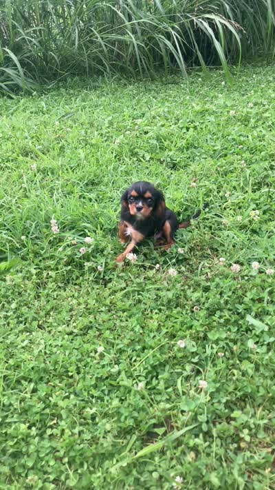 Stormy , a male Cavalier King Charles Spaniel for sale in Fair Play, MO – 3 of 3