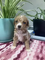 Genesis , a male Miniature Goldendoodle for sale in Fair Play, MO – 1 of 1