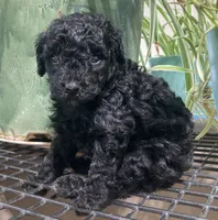 Fransisco, a female Poodle - Miniature  for sale in Fair Play, MO – 1 of 1
