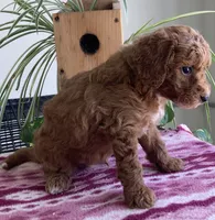 West , a male Miniature Goldendoodle for sale in Fair Play, MO – 2 of 3