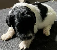 Olivia, a female Miniature Labradoodle for sale in Fair Play, MO – Photo 3 of 4