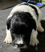 Olivia, a female Miniature Labradoodle for sale in Fair Play, MO – Photo 2 of 4