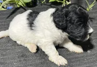 Olivia, a female Miniature Labradoodle for sale in Fair Play, MO – Photo 1 of 4