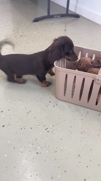 Shogg, a male Miniature Dachshund for sale in Fair Play, MO – 9 of 10
