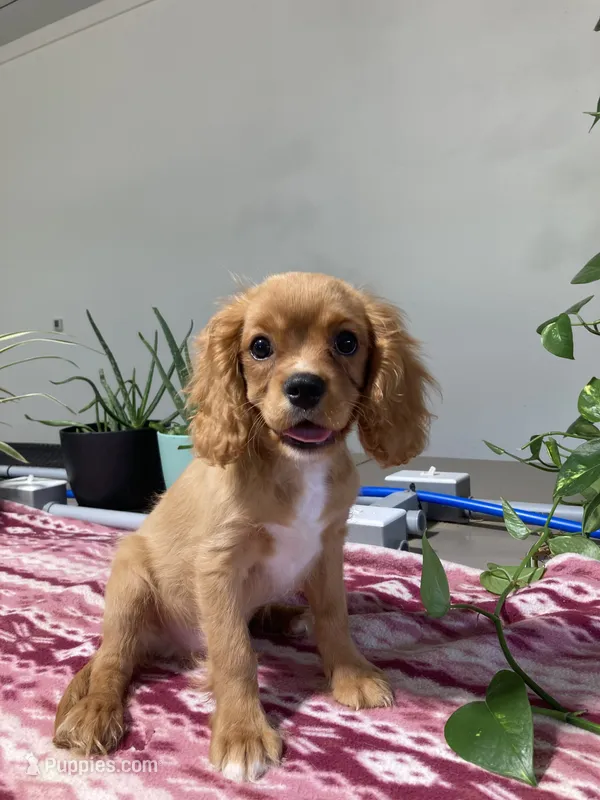 Gale – Cavalier King Charles Spaniel puppy for sale in Fair Play, MO