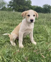 Beans, a male Bull Terrier and Great Pyrenees for sale in Fair Play, MO – 4 of 6