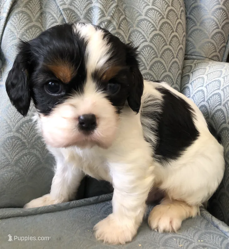 Ruggum – Cavalier King Charles Spaniel puppy for sale in Fair Play, MO