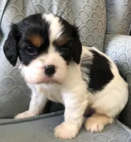 Ruggum, a male Cavalier King Charles Spaniel for sale in Fair Play, MO – 1 of 3