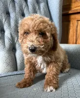 Cluny, a male Miniature Goldendoodle for sale in Fair Play, MO – 2 of 9