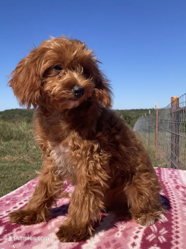  Verity – Miniature Goldendoodle puppy for sale in Fair Play, MO