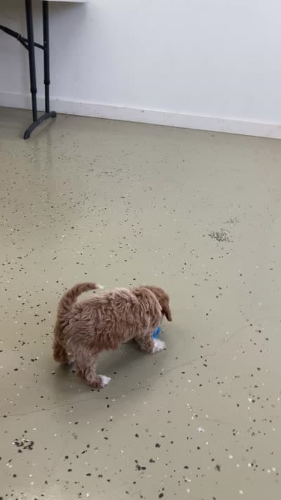 Genesis , a male Miniature Goldendoodle for sale in Fair Play, MO – 9 of 10