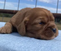 Pudgy, a male Cavalier King Charles Spaniel for sale in Fair Play, MO – 2 of 3