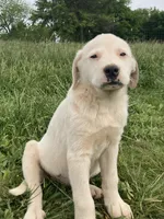 Latte, a female Bull Terrier and Great Pyrenees for sale in Fair Play, MO – 2 of 7
