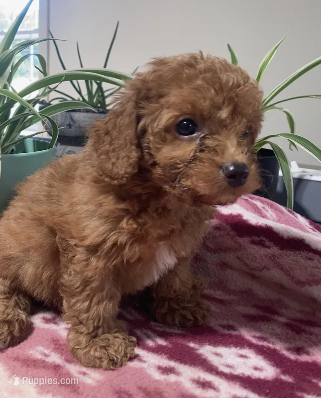 Egypt  – Miniature Goldendoodle puppy for sale in Fair Play, MO