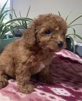 Egypt , a male Miniature Goldendoodle for sale in Fair Play, MO – 5 of 10