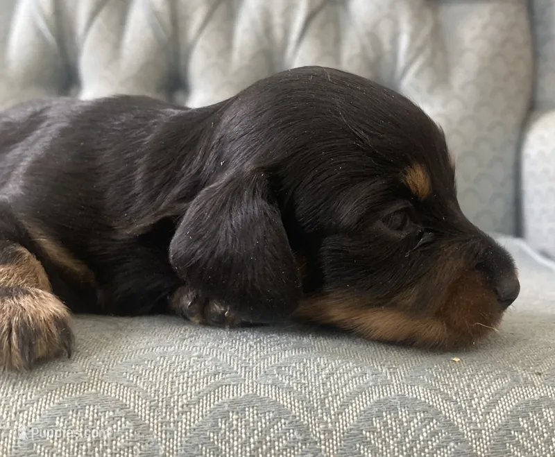 Triss – Miniature Dachshund puppy for sale in Fair Play, MO