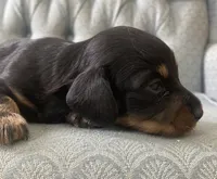 Triss, a female Miniature Dachshund for sale in Fair Play, MO – 1 of 4