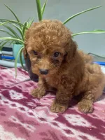 Egypt , a male Miniature Goldendoodle for sale in Fair Play, MO – 7 of 10