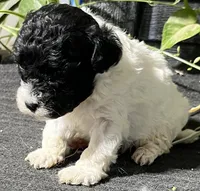 Othniel, a male Miniature Labradoodle for sale in Fair Play, MO – Photo 2 of 3