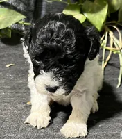 Othniel, a male Miniature Labradoodle for sale in Fair Play, MO – Photo 1 of 3