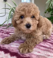Wonder, a female Miniature Goldendoodle for sale in Fair Play, MO – 6 of 10
