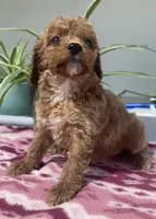 Destiny, a female Miniature Goldendoodle for sale in Fair Play, MO – 8 of 10
