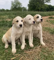Beans, a male Bull Terrier and Great Pyrenees for sale in Fair Play, MO – 5 of 6