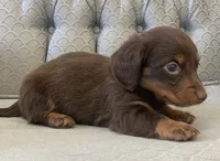 Sagaxus, a male Miniature Dachshund for sale in Fair Play, MO – 2 of 3