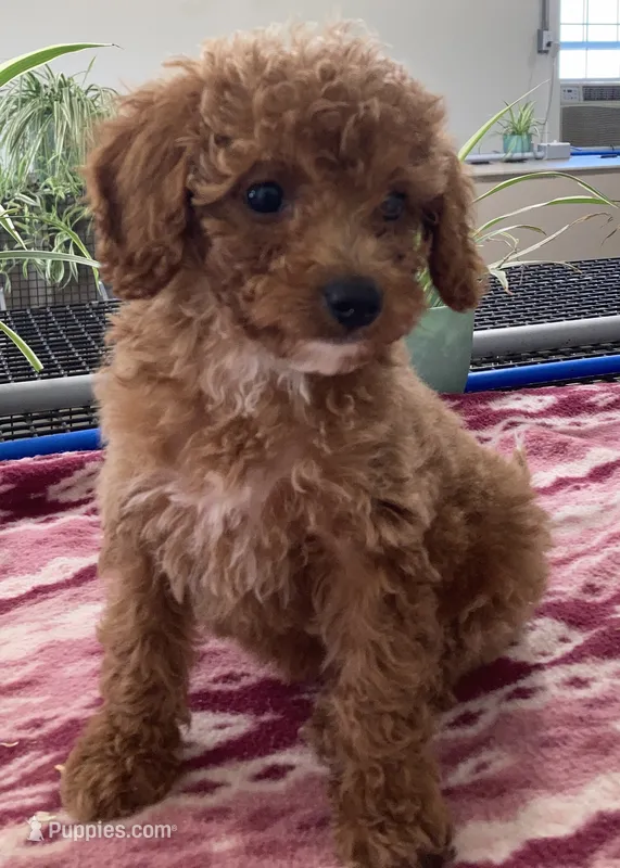 Destiny – Miniature Goldendoodle puppy for sale in Fair Play, MO