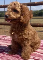 Egypt , a male Miniature Goldendoodle for sale in Fair Play, MO – 2 of 10