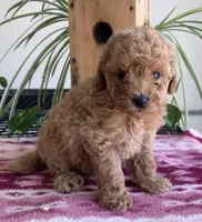 Wonder, a female Miniature Goldendoodle for sale in Fair Play, MO – 2 of 4