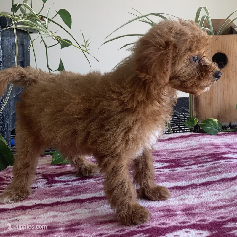  Verity – Miniature Goldendoodle puppy for sale in Fair Play, MO