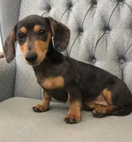 NoElla, a female Miniature Dachshund for sale in Fair Play, MO – Photo 4 of 6