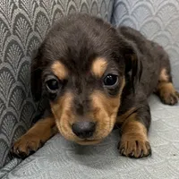 NoElla, a female Miniature Dachshund for sale in Fair Play, MO – Photo 3 of 6