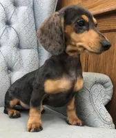 NoElla, a female Miniature Dachshund for sale in Fair Play, MO – Photo 1 of 6