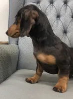 NoElla, a female Miniature Dachshund for sale in Fair Play, MO – Photo 2 of 6