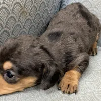 NoElla, a female Miniature Dachshund for sale in Fair Play, MO – Photo 5 of 6