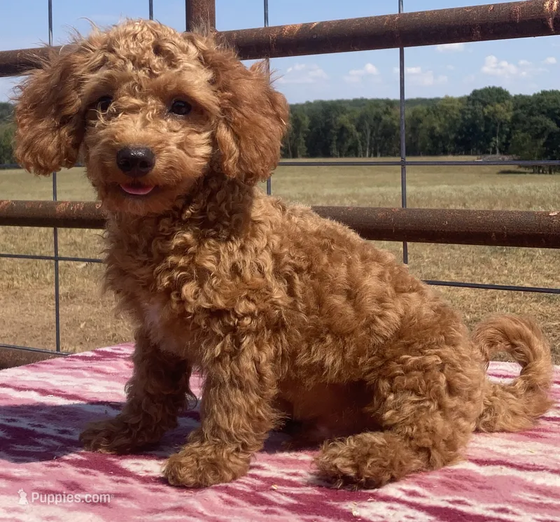 Egypt  – Miniature Goldendoodle puppy for sale in Fair Play, MO
