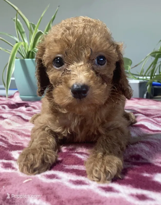 Selah – Miniature Goldendoodle puppy on hold in Fair Play, MO