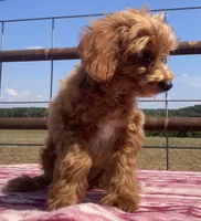  Verity, a female Miniature Goldendoodle for sale in Fair Play, MO – 1 of 8