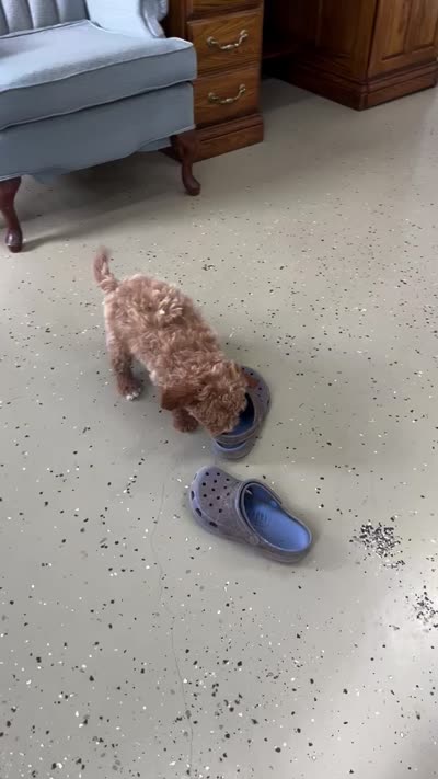 Cluny, a male Miniature Goldendoodle for sale in Fair Play, MO – 3 of 9